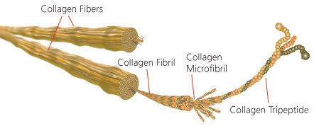 collagen