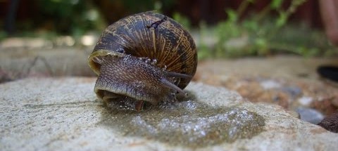 snail