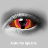 Autumn Iguana Sclera